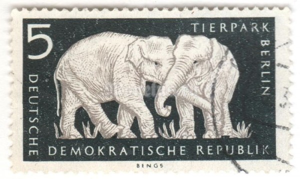 марка ГДР 5 пфенниг "Asian Elephant (Elephas maximus)" 1956 год Гашение