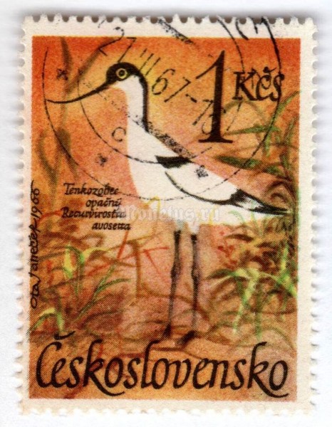 марка Чехословакия 1 крона "Pied Avocet (Recurvirostra avosetta)" 1967 год Гашение