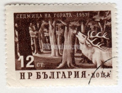 марка Болгария 12 стотинок "Red Deer (Cervus elaphus) in the forest" 1957 год Гашение