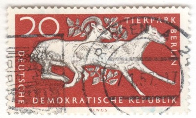 марка ГДР 20 пфенниг "Urial (Ovis orientalis vignei)" 1956 год Гашение