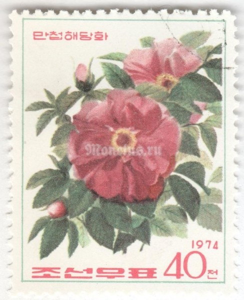 марка Северная Корея 40 чон "Rose varieties" 1974 год Гашение