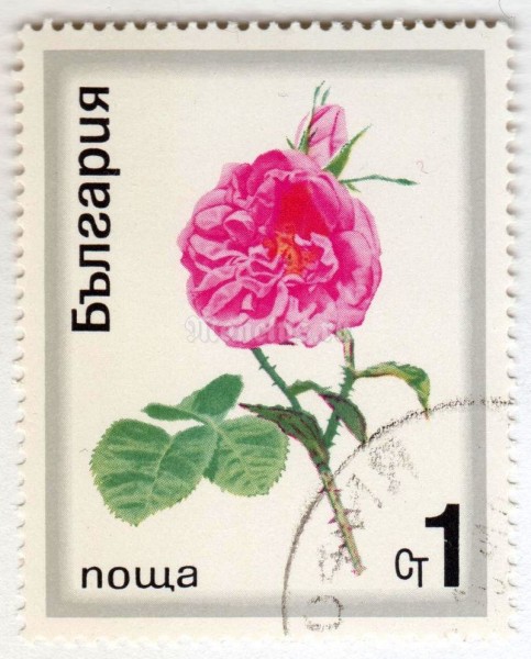 марка Болгария 1 стотинка "Rose" 1970 год Гашение