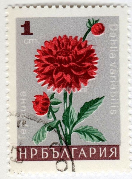 марка Болгария 1 стотинка "Barrage "Dahlia variabilis" 1966 год Гашение