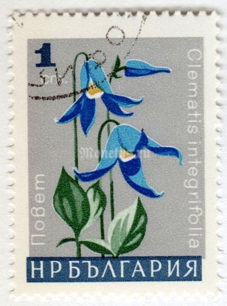 марка Болгария 1 стотинка "Clematis integrifolia" 1966 год Гашение