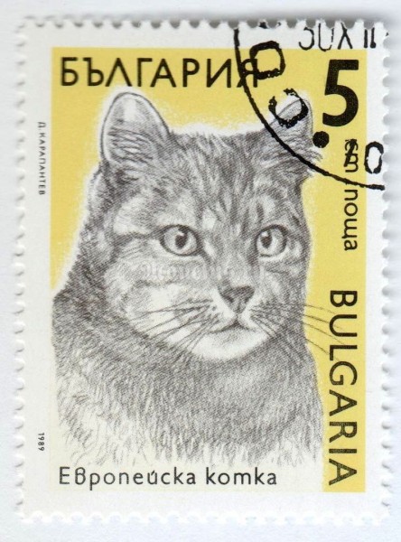 марка Болгария 5 стотинок "European Domestic Cat (Felis silvestris catus)" 1989 год Гашение