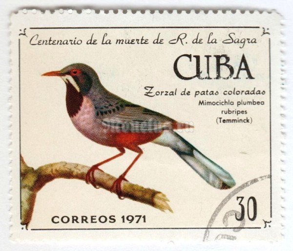 марка Куба 30 центаво "Red-legged Thrush (Turdus plumbeus ssp. rubripes)"  1971 год Гашение