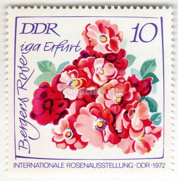 марка ГДР 10 пфенниг "Bergers Rose iga Erfurt" 1972 год 