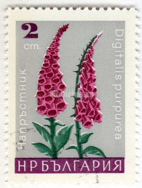марка Болгария 2 стотинки "Digitalis purpurea" 1966 год Гашение