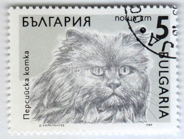 марка Болгария 5 стотинок "Persian (Felis silvestris catus)" 1989 год Гашение