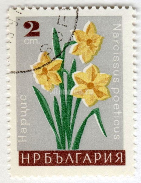 марка Болгария 2 стотинки "Narcissus preticus" 1966 год Гашение