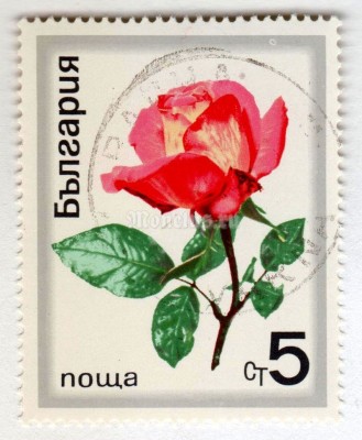 марка Болгария 5 стотинок "Noble Rose (Rosa hybrida)" 1970 год Гашение