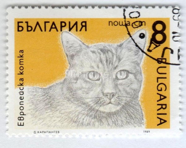 марка Болгария 8 стотинок "European Domestic Cat (Felis silvestris catus)" 1989 год Гашение
