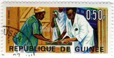 марка Гвинея 0,50 франка "Extraction of Snake Venom" 1967 год Гашение