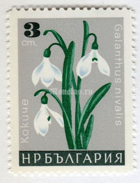 марка Болгария 3 стотинки "Galantus nivalis" 1966 год 