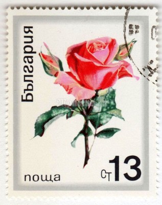 марка Болгария 13 стотинок "Noble Rose (Rosa hybrida)" 1970 год Гашение
