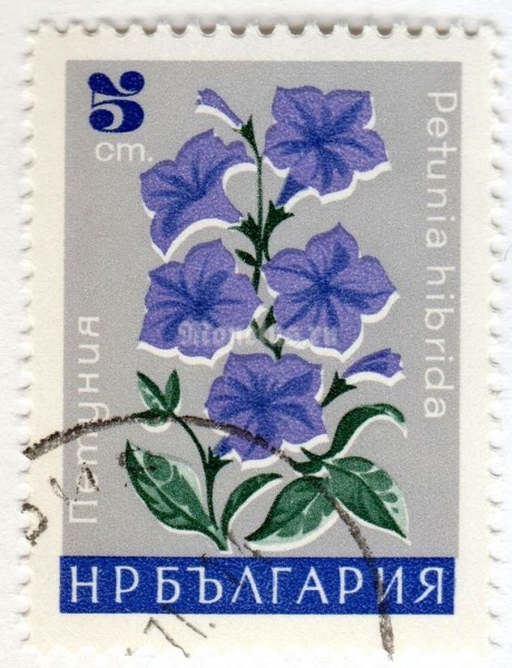 марка Болгария 5 стотинок "Petunia hibride" 1966 год Гашение