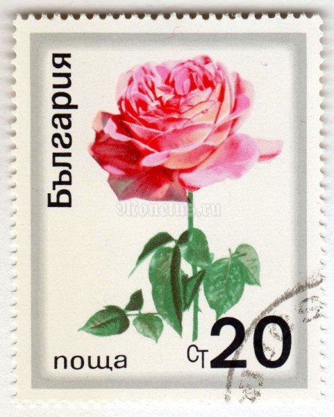 марка Болгария 20 стотинок "Noble Rose (Rosa hybrida)" 1970 год Гашение