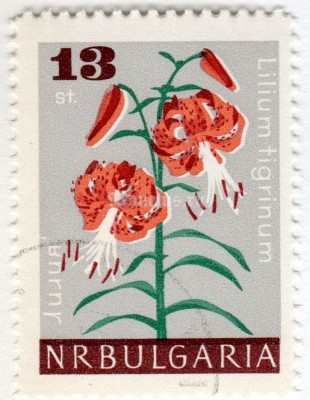 марка Болгария 13 стотинок "Lilium tigrinum" 1966 год Гашение