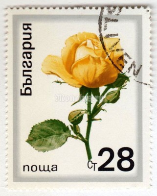 марка Болгария 28 стотинок "Noble Rose (Rosa hybrida)" 1970 год Гашение