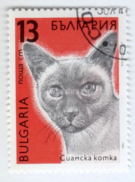 марка Болгария 13 стотинок "Siamese Cat (Felis silvestris catus)" 1989 год Гашение