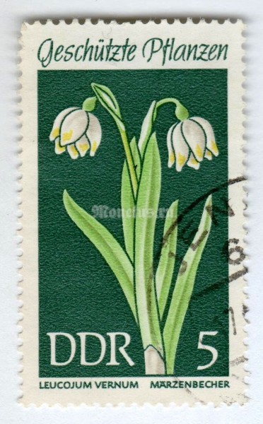 марка ГДР 5 пфенниг "Leucojum vernum" 1969 год Гашение