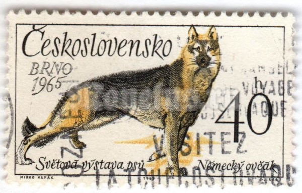 марка Чехословакия 40 геллер "German Shepherd (Canis lupus familiaris)" 1965 год Гашение