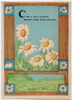 1957 год, Открытка А. Дудников Ромашки, чистая
