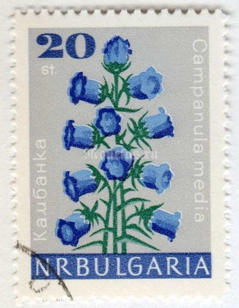 марка Болгария 20 стотинок "Campanula media" 1966 год Гашение