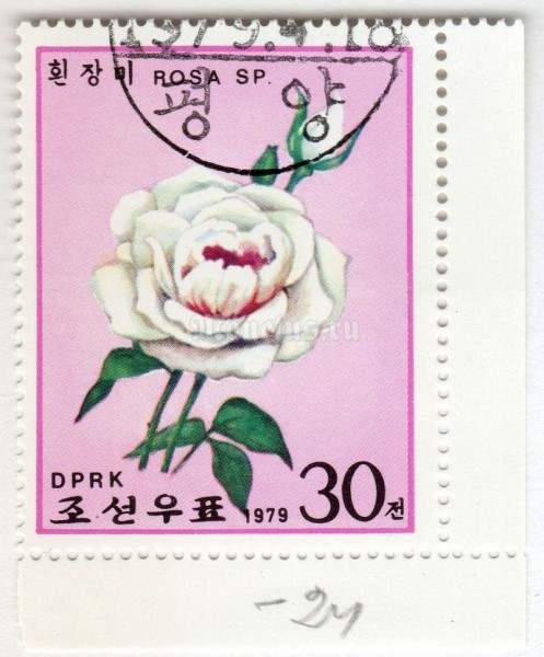 марка Северная Корея 30 чон "As No. 1825 - White rose" 1979 год Гашение