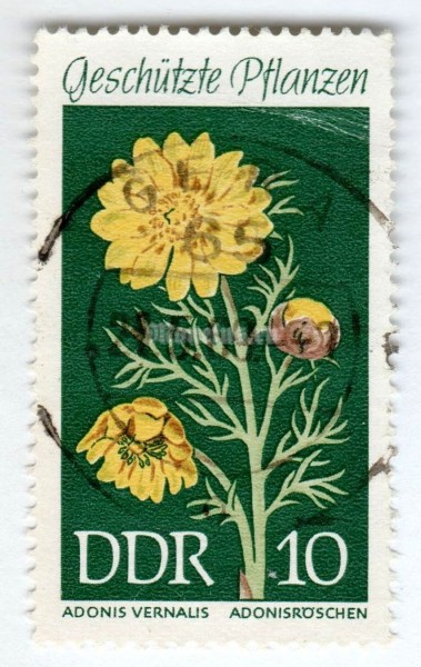марка ГДР 10 пфенниг "Adonis vernalis" 1969 год Гашение