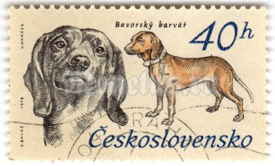 марка Чехословакия 40 геллер "Bavarian Bloodhound (Canis lupus familiaris)" 1973 год Гашение