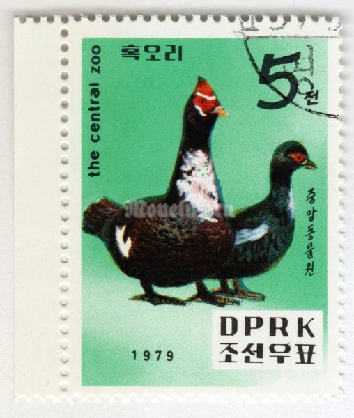 марка Северная Корея 5 чон "Muscovy Duck (Cairina moschata)" 1979 год Гашение