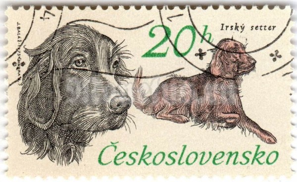 марка Чехословакия 20 геллер "Irish Setter (Canis lupus familiaris)" 1973 год Гашение