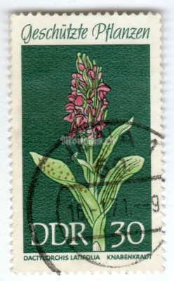 марка ГДР 30 пфенниг "Dactylorchis latifolia" 1969 год Гашение