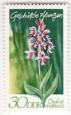 марка ГДР 30 пфенниг "Orchis militaris" 1970 год