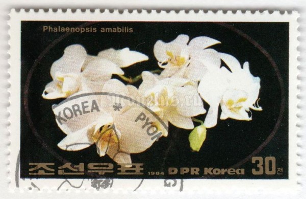марка Северная Корея 30 чон "Phalaenopsis amabilis" 1984 год Гашение