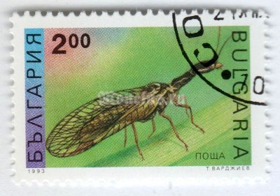 марка Болгария 2 лева "Snake Fly (Raphidia notata)" 1993 год Гашение