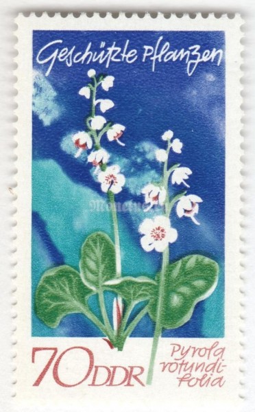 марка ГДР 70 пфенниг "Pyrola rotundifolia" 1970 год