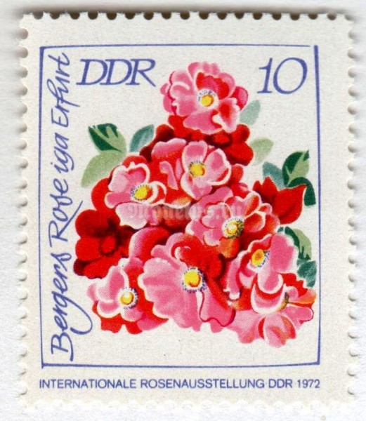 марка ГДР 10 пфенниг "Bergers Rose iga Erfurt" 1972 год 