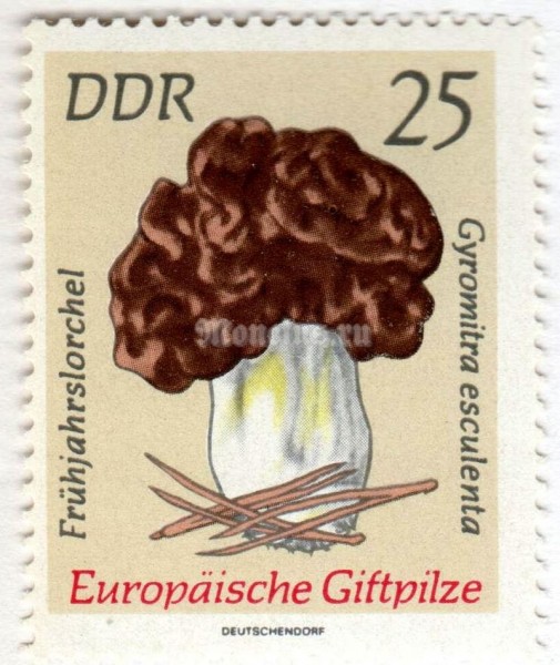 марка ГДР 25 пфенниг "Frühjahrslorchel" 1974 год