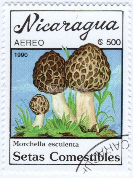 марка Никарагуа 500 кордоба "Morchella esculenta" 1990 год гашение