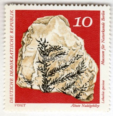 марка ГДР 10 пфенниг "The Oldest Conifers (Lebachia speciosa)" 1973 год 