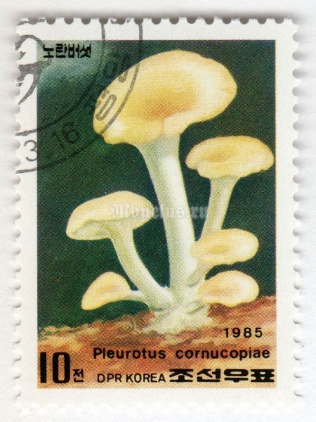 марка Северная Корея 10 чон "Pieurotus cornucopiae" 1985 год Гашение