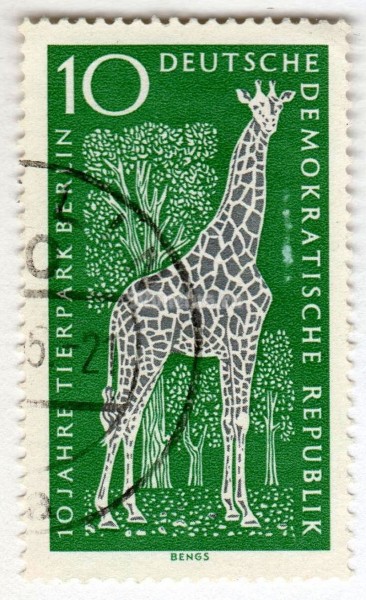 марка ГДР 10 пфенниг "Angolan Giraffe (Giraffa camelopardalis angolensis)" 1965 год Гашение