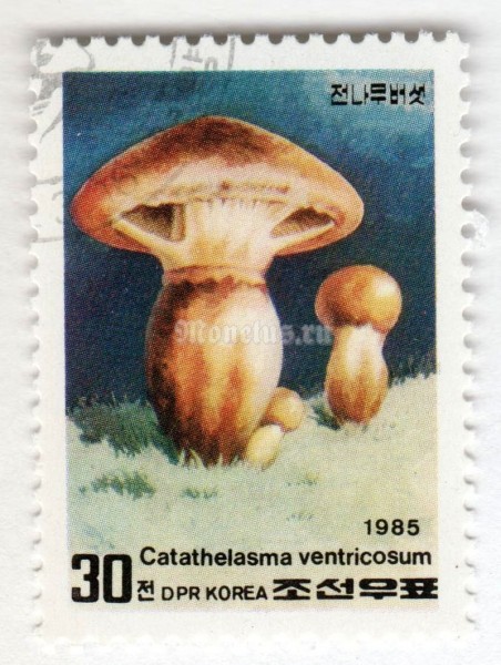 марка Северная Корея 30 чон "Catathelasma ventricosum" 1985 год Гашение