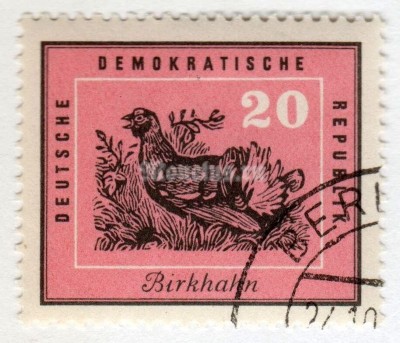 марка ГДР 20 пфенниг "Black Grouse (Tetrao tetrix)" 1959 год Гашение