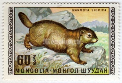 марка Монголия 60 монго "Hoary Marmot (Marmota caligata)" 1970 год