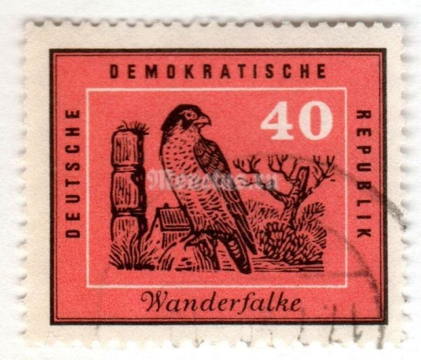 марка ГДР 40 пфенниг "Peregrine Falcon (Falco peregrinus)" 1959 год Гашение