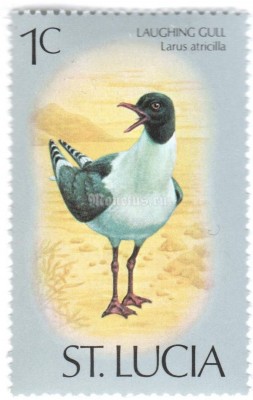 марка Сент-Люсия 1 цент "Laughing Gull (Leucophaeus atricilla)" 1976 год