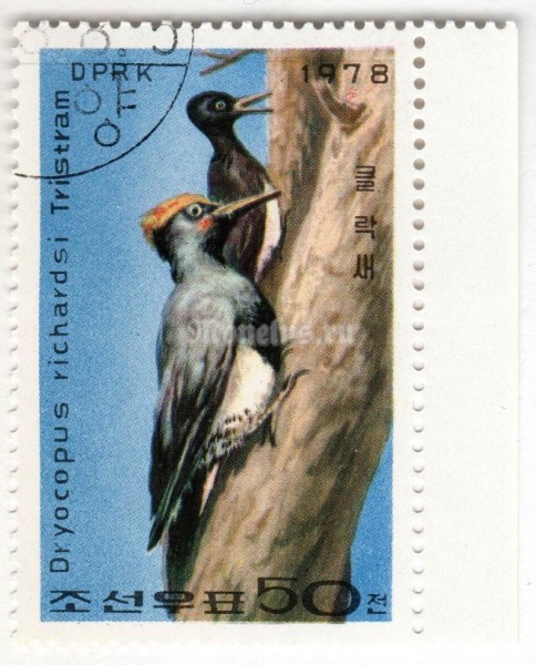 марка Северная Корея 50 чон "Tristram's Woodpecker (Dryocopus javensis richardsi)" 1978 год Гашение